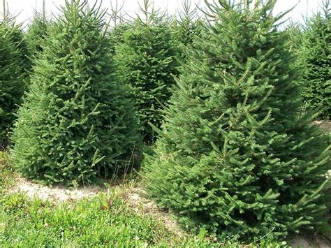 norway spruce tree facts